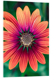Acrylglasbild Flower Power - Andreas Kossmann