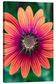 Tableau sur toile Flower Power - Andreas Kossmann