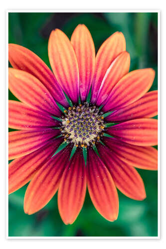 Poster Flower Power