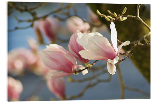 Obraz na szkle akrylowym Spring Dreams