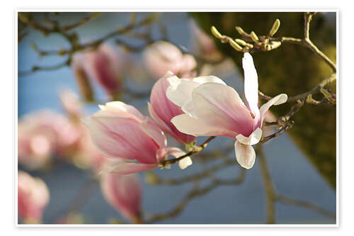 Poster Spring Dreams