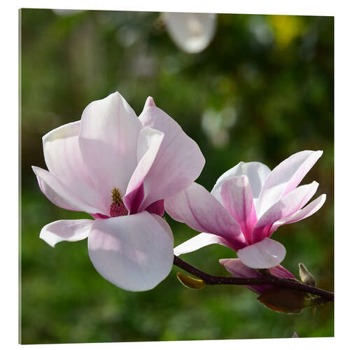 Acrylic print Magnolia blossoms