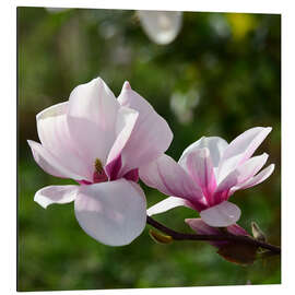 Alubild Magnolienblüten