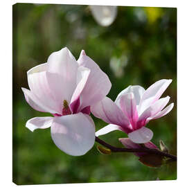 Leinwandbild Magnolienblüten - Ludger Föster