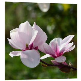 Hartschaumbild Magnolienblüten