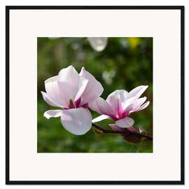 Gerahmter Kunstdruck Magnolienblüten