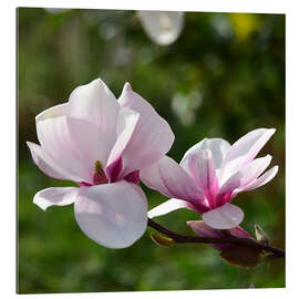 Gallery Print Magnolienblüten