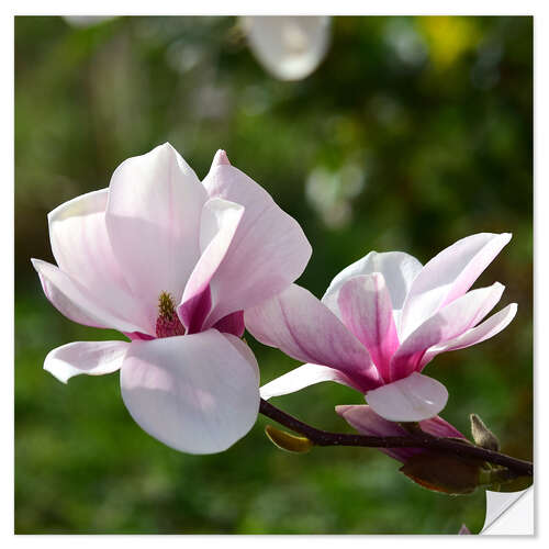 Sticker mural Magnolia blossoms