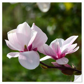 Sticker mural Magnolia blossoms - Ludger Föster