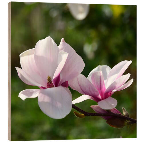 Tableau en bois Magnolia blossoms