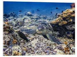 Akrylbillede Green sea turtle - Bali, Indonesia - HADYPHOTO