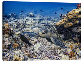 Lienzo Green sea turtle - Bali, Indonesia - HADYPHOTO