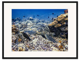 Gerahmter Kunstdruck Grüne Meeresschildkröte - Bali, Indonesien