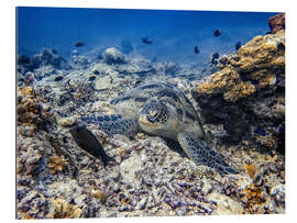Gallery Print Grüne Meeresschildkröte - Bali, Indonesien