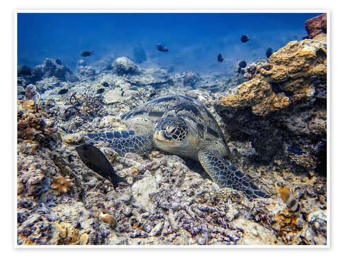 Poster Green sea turtle - Bali, Indonesia