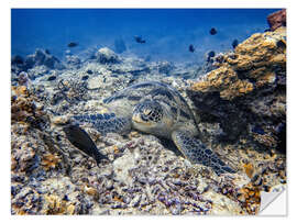 Sticker mural Green sea turtle - Bali, Indonesia - HADYPHOTO