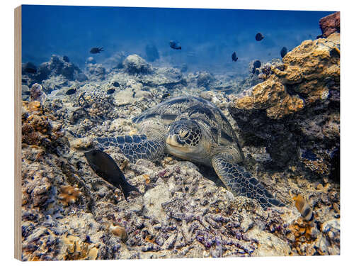 Tableau en bois Green sea turtle - Bali, Indonesia