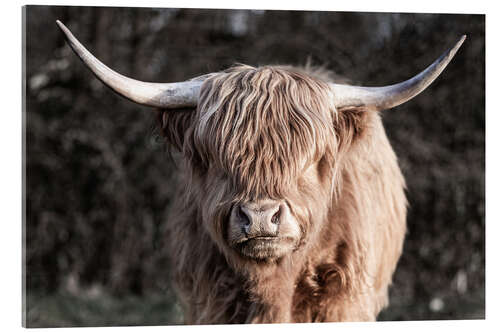 Acrylic print Scottish Highland Cattle Portrait