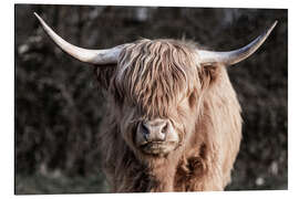 Aluminium print Scottish Highland Cattle Portrait - Jan Schuler