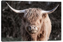 Obraz na płótnie Scottish Highland Cattle Portrait - Jan Schuler