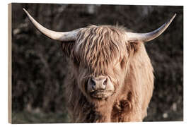 Puutaulu Scottish Highland Cattle Portrait - Jan Schuler
