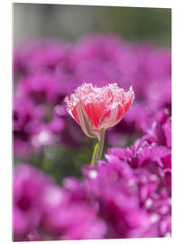 Acrylglasbild Rosa Blume in Tulpen - Félix Frankl