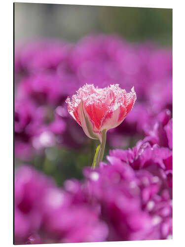 Alubild Rosa Blume in Tulpen