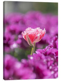 Lienzo Rosa Blume en Tulpen - Félix Frankl