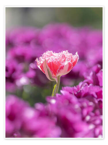 Poster Rosa Blume a Tulpen