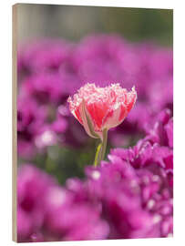 Holzbild Rosa Blume in Tulpen - Félix Frankl