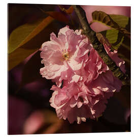 Acrylic print Delicate - Dirk Driesen