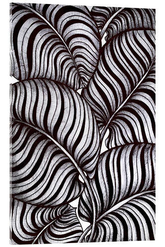 Obraz na szkle akrylowym Zebra Leaves