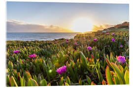 Cuadro de metacrilato Sunset in the Algarve, with blooming flowers - Jan Wehnert