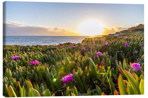 Canvas print Sunset in the Algarve, with blooming flowers