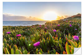 Sticker mural Sunset in the Algarve, with blooming flowers - Jan Wehnert