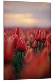 Alubild Rote Tulpen bei Sonnenaufgang - Martin Podt
