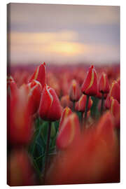 Tableau sur toile Red tulips at sunrise - Martin Podt