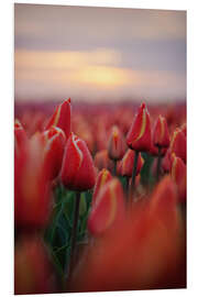 Hartschaumbild Rote Tulpen bei Sonnenaufgang