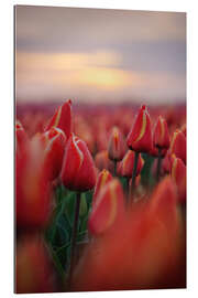 Gallery Print Rote Tulpen bei Sonnenaufgang