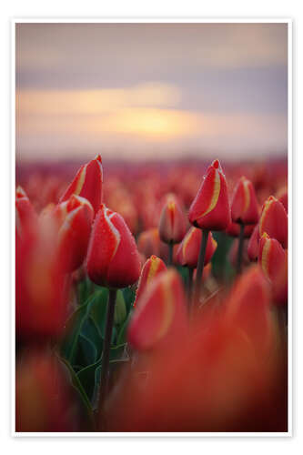 Poster Red tulips at sunrise