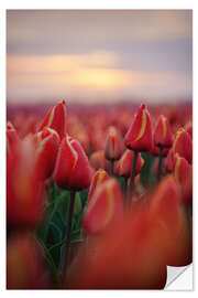 Wandsticker Rote Tulpen bei Sonnenaufgang