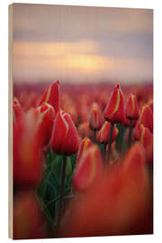 Holzbild Rote Tulpen bei Sonnenaufgang