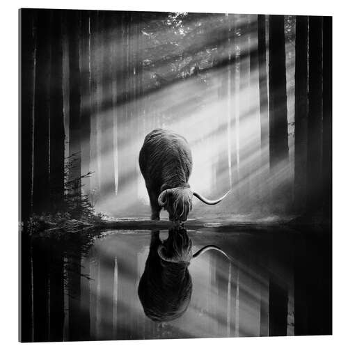 Obraz na szkle akrylowym Scottish Highlander in a forest with sunrays