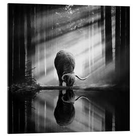 Obraz na szkle akrylowym Scottish Highlander in a forest with sunrays - Martin Podt
