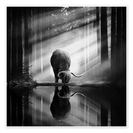 Stampa Scottish Highlander in a forest with sunrays - Martin Podt
