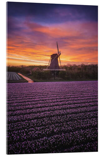 Acrylic print Dutch windmill with spring flowers at sunrise