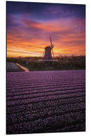Alubild Holländische Windmühle mit Frühlingsblumen - Martin Podt