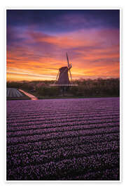 Stampa Dutch windmill with spring flowers at sunrise - Martin Podt