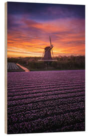 Cuadro de madera Dutch windmill with spring flowers at sunrise - Martin Podt