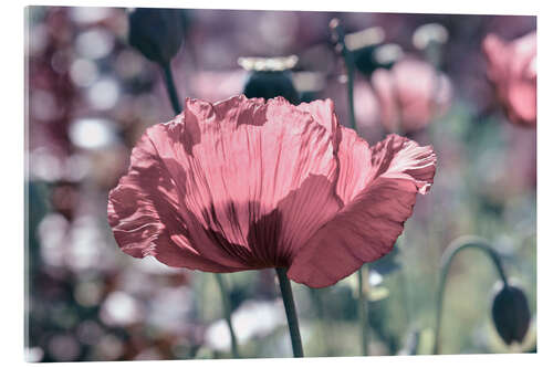 Akrylglastavla Pink poppy